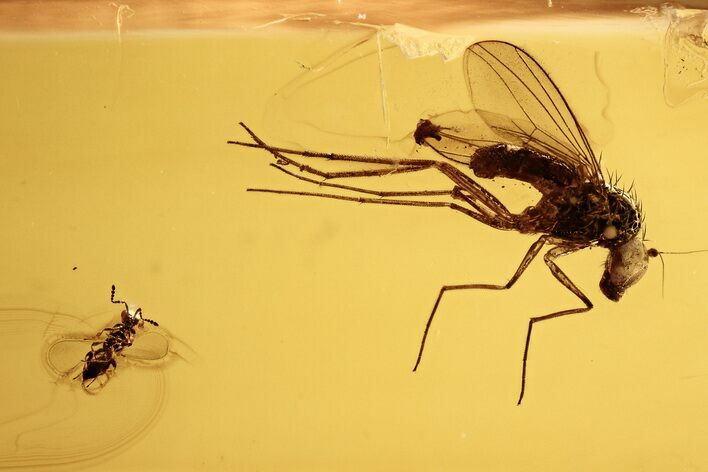 Detailed Fossil Fly and Parasitic Wasp in Baltic Amber #273358